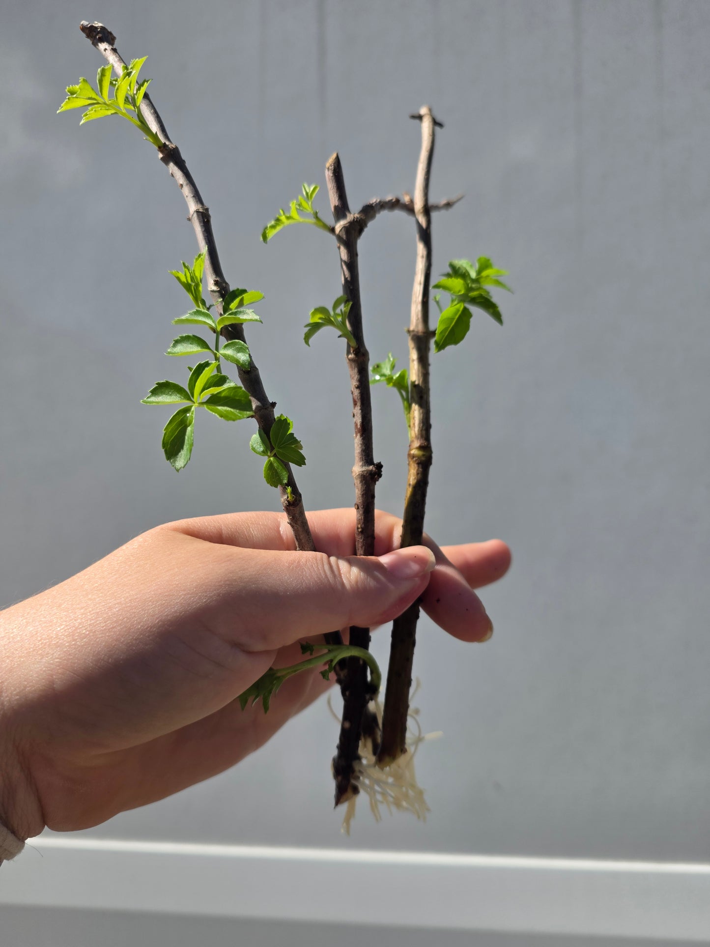 Elderberry Cuttings