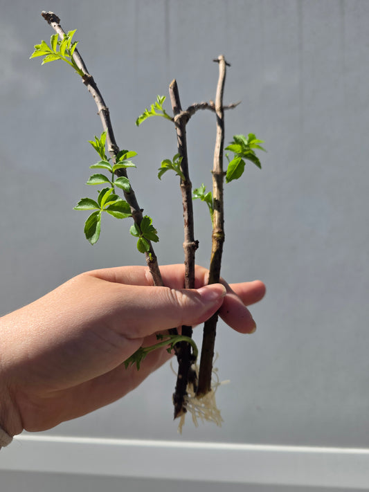 Elderberry Cuttings